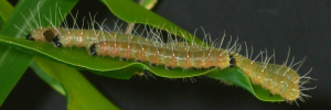 Final Larvae Side of Scarlet Jezebel - Delias argenthona argenthona